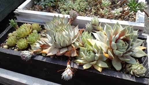 続 センペルビブムの寄せ植え ひなこたのタニクblog 続 センペルビブムの寄せ植え ひなこたのタニクblog