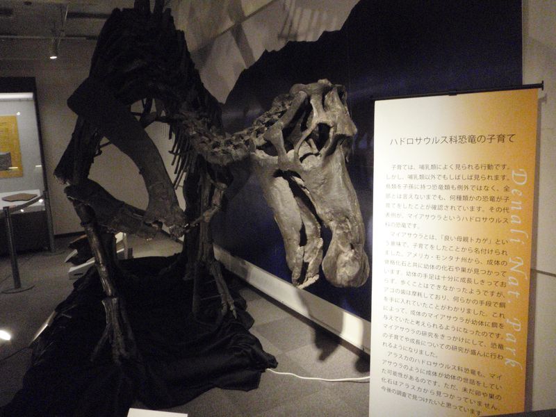 博物館特別展 アラスカの恐竜_c0025115_19162939.jpg