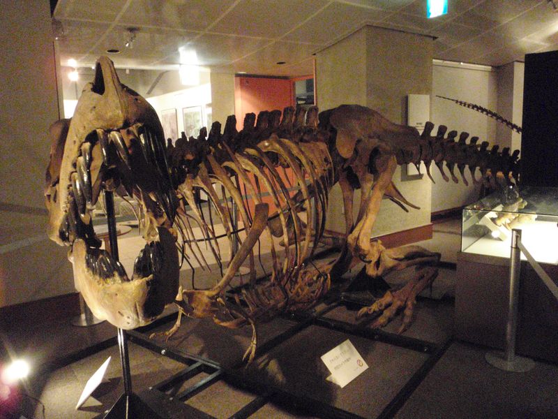 博物館特別展 アラスカの恐竜_c0025115_19163424.jpg