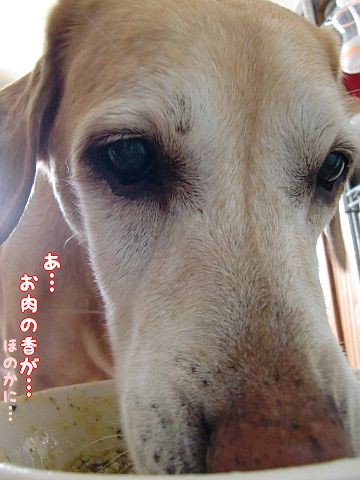 続 お粥犬 カンタとハンナ 続 お粥犬 カンタとハンナ