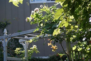 f0170524_1610499.jpg