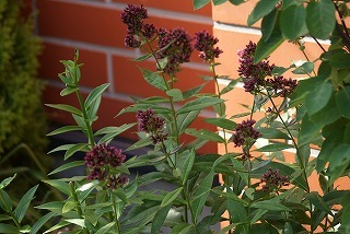 f0170524_16114331.jpg