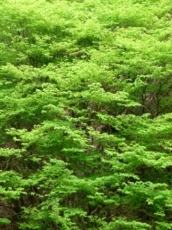 b0035734_17414833.jpg