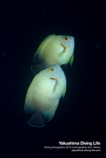 ナメラヤッコ&アブラヤッコ産卵!!_b0186442_22293838.jpg