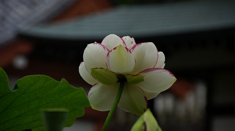 蓮 （宇治 三室戸寺 ） (2010年07月27日) _c0119555_14185019.jpg