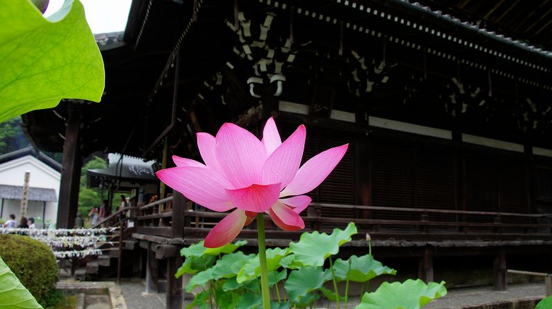 蓮 （宇治 三室戸寺 ） (2010年07月27日) _c0119555_14192995.jpg