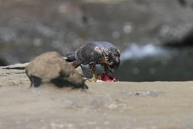 ハヤブサの食事_f0044056_91473.jpg