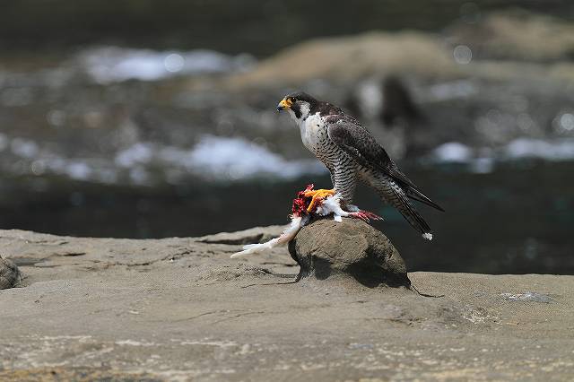 ハヤブサの食事_f0044056_915614.jpg