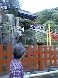 鶴岡八幡宮の大銀杏_b0096957_936590.jpg