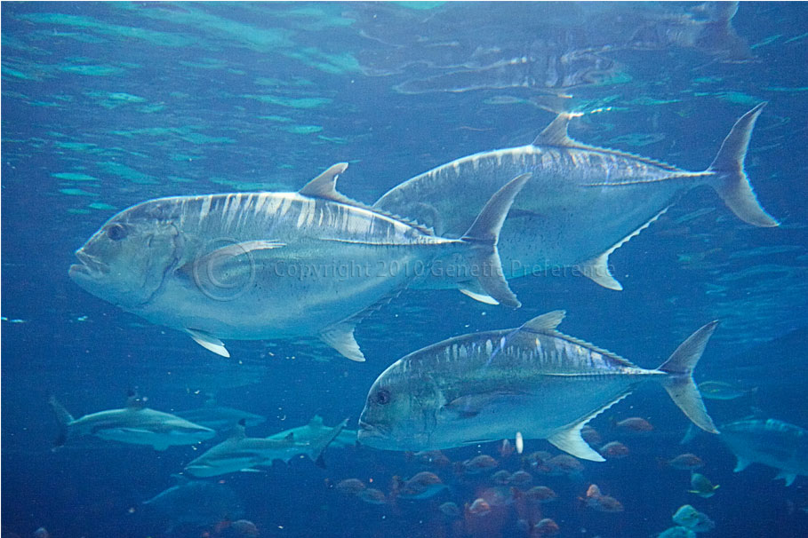 須磨海浜水族園 Vol.2_a0111162_19544763.jpg