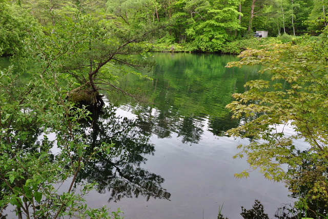裏磐梯五色沼湖沼群・・・青沼~終点の柳沼まで_b0053765_1516394.jpg