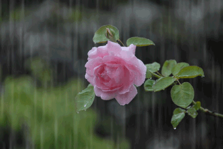 f0182571_10335547.gif