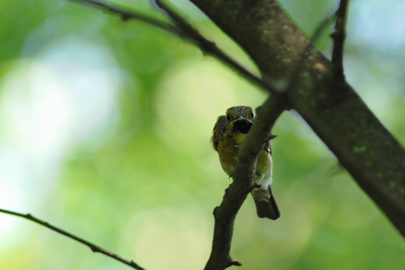 オオルリ幼鳥_f0053272_11442792.jpg