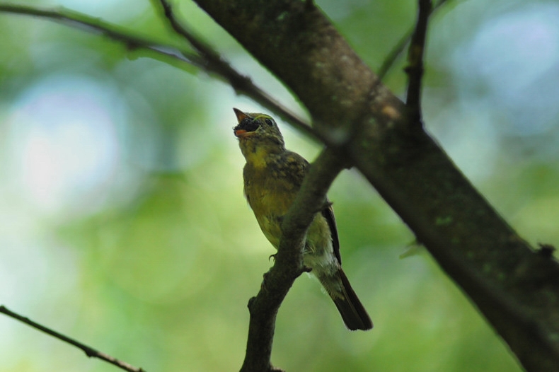 オオルリ幼鳥_f0053272_11485564.jpg