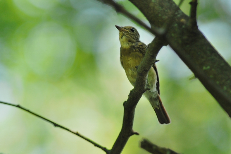 オオルリ幼鳥_f0053272_1152012.jpg