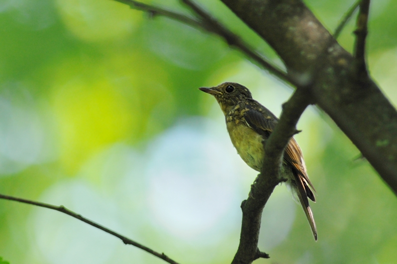 オオルリ幼鳥_f0053272_1156560.jpg