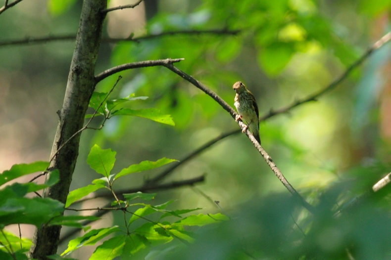 オオルリ幼鳥_f0053272_12104698.jpg