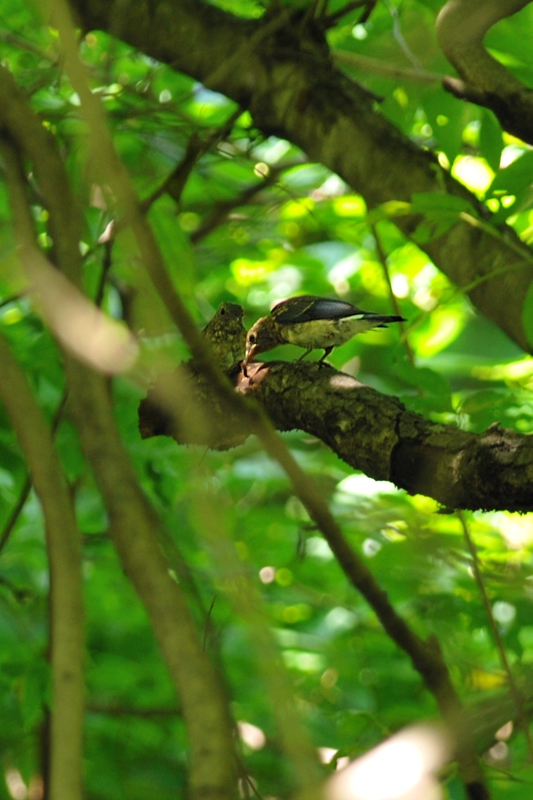 オオルリ幼鳥_f0053272_1217462.jpg