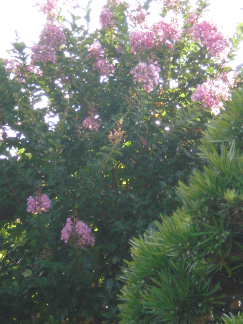 b0157276_2312294.jpg