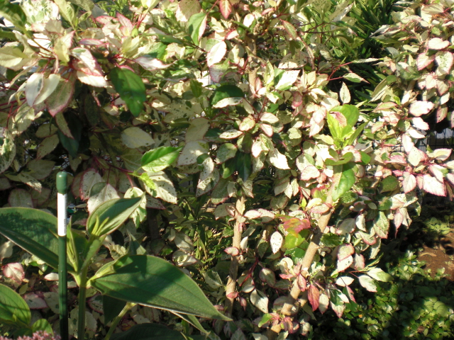 b0157276_239864.jpg