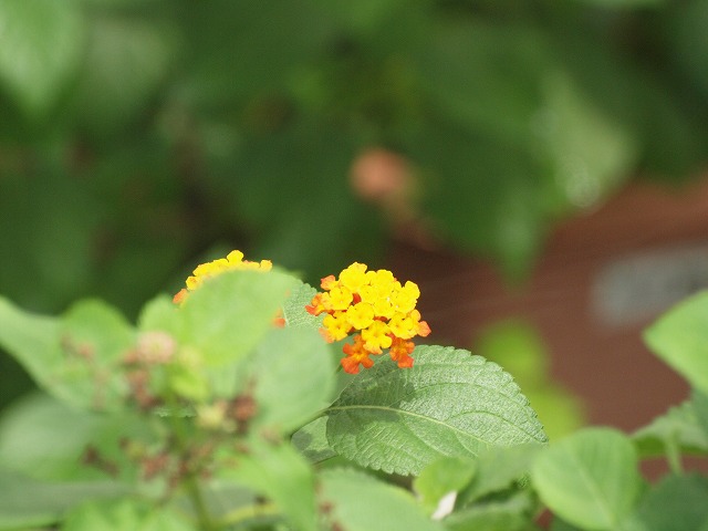 d0054276_19454493.jpg