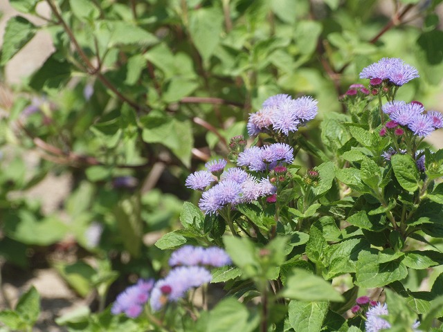 d0054276_19463335.jpg