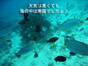 本当に初めての体験ダイビング☆_f0144385_19114069.jpg