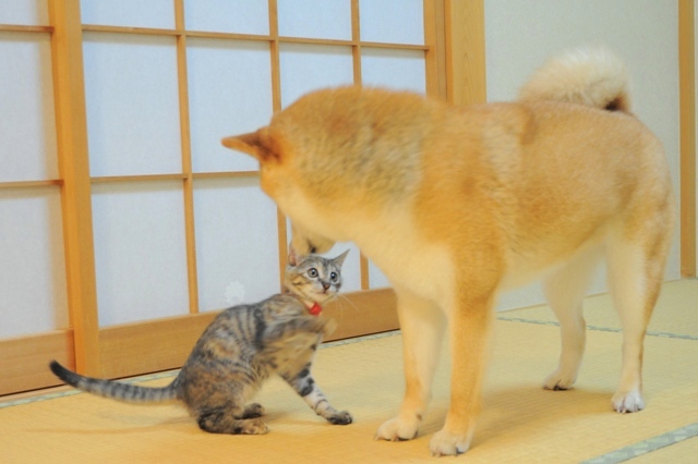重大発表「ニャンとびっくりだワン!」_a0126590_1115324.jpg