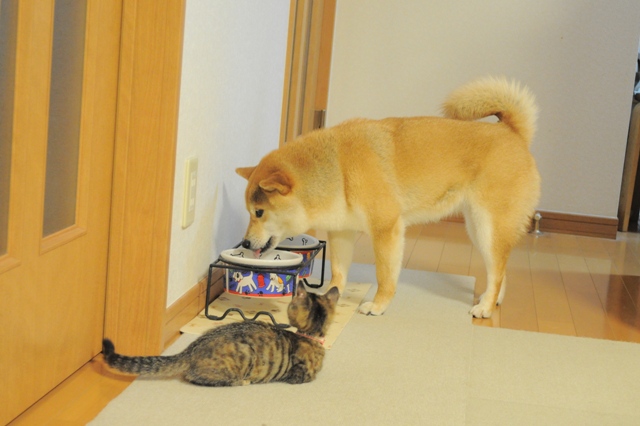 重大発表「ニャンとびっくりだワン!」_a0126590_113458.jpg