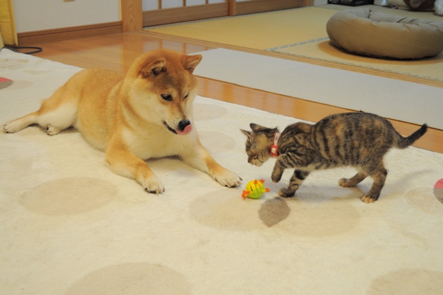 重大発表「ニャンとびっくりだワン!」_a0126590_1165992.jpg