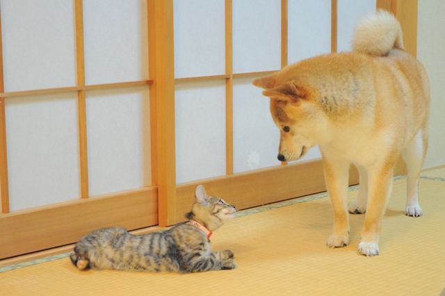 重大発表「ニャンとびっくりだワン!」_a0126590_18524.jpg