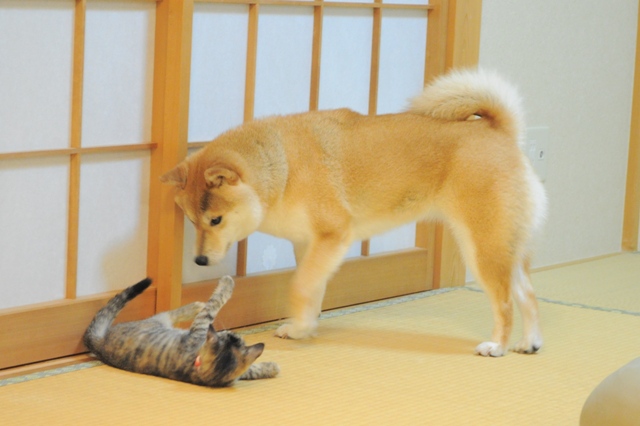 重大発表「ニャンとびっくりだワン!」_a0126590_18999.jpg