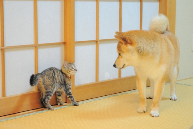重大発表「ニャンとびっくりだワン!」_a0126590_195334.jpg