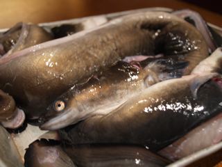 土用の丑の日_f0232994_5373725.jpg