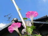 d0072395_16442230.jpg