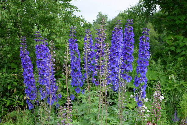 ガーデン・デルフィニウム : ようていガーデン