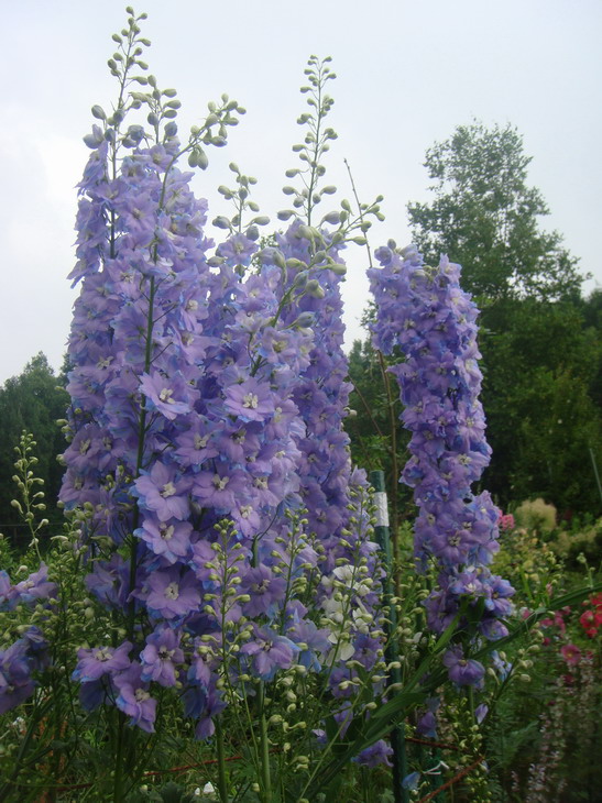 ガーデン・デルフィニウム : ようていガーデン