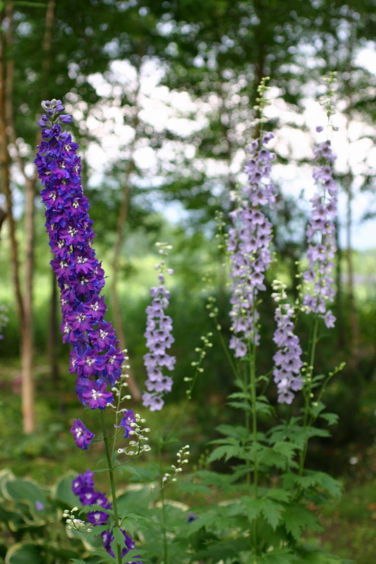 ガーデン・デルフィニウム : ようていガーデン