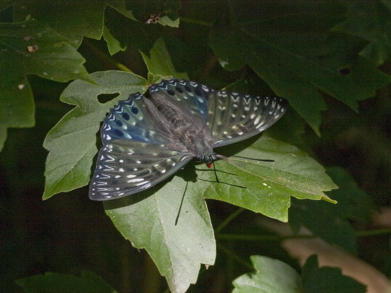 20100725　富士山麓散歩：スミナガシほか_d0090322_20545143.jpg