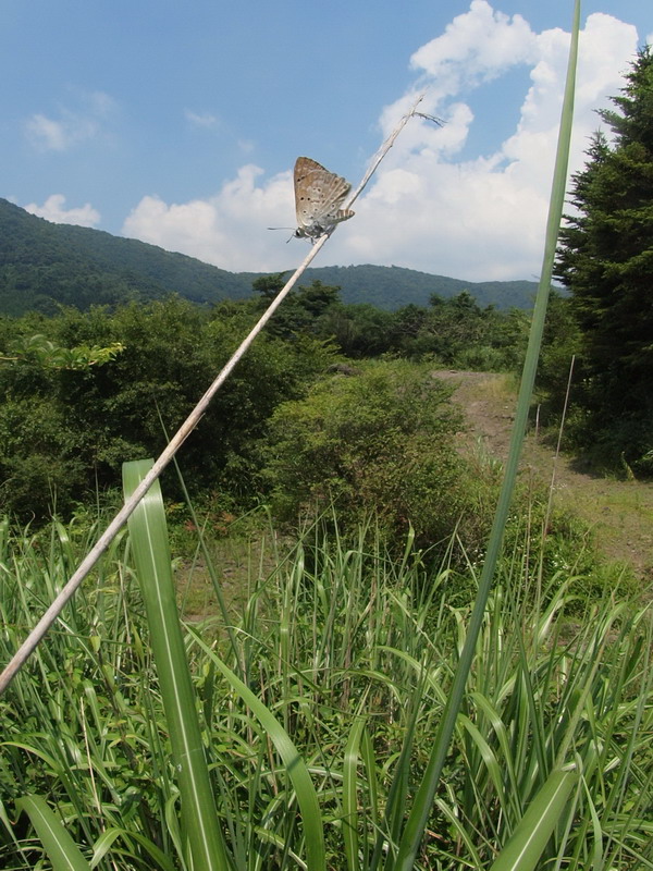 20100725　富士山麓散歩：スミナガシほか_d0090322_2056217.jpg