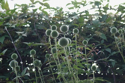 f0170524_10185135.jpg