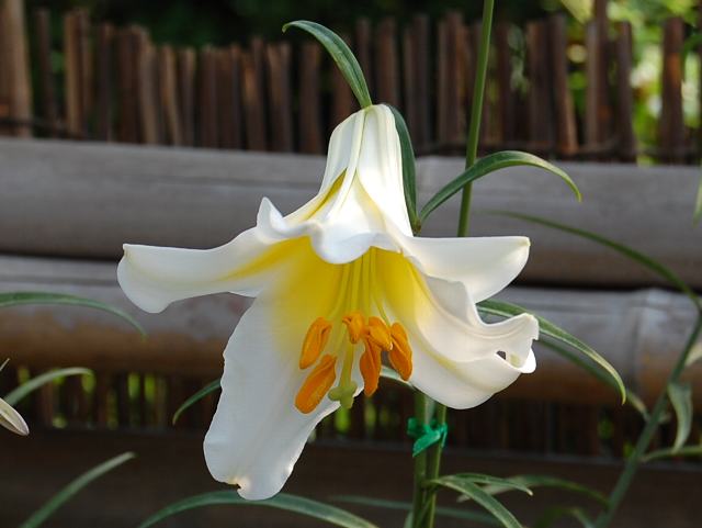 リーガルリリー 花の仲間調べ