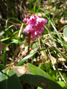 草津・芳ヶ平湿原～草津白根山　2010.7.18_d0130927_10103276.jpg