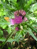 草津・芳ヶ平湿原～草津白根山　2010.7.18_d0130927_103356.jpg