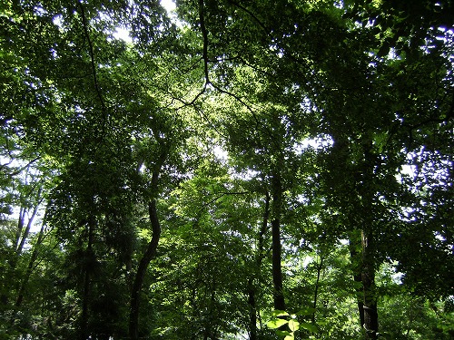f0085327_912175.jpg