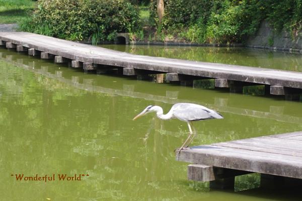 水元公園のチョウたち～(^－^)v04_c0210728_2238414.jpg