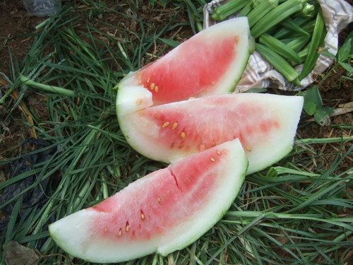 夏草、灼熱に負けないで....頑張る!_b0137932_1842373.jpg