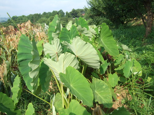夏草、灼熱に負けないで....頑張る!_b0137932_18471582.jpg