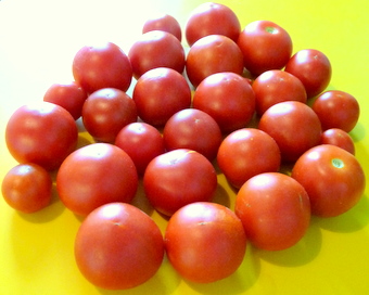 My Tomatoes Are Ready!!_c0201334_8313540.jpg