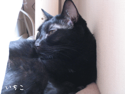 a0166338_18465856.gif